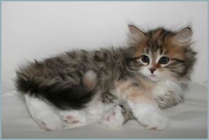 Female Siberian Kitten from Deedlebug Siberians